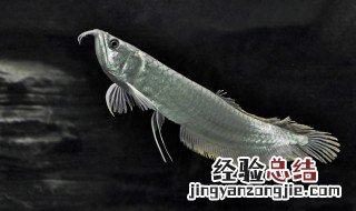 银龙鱼怎么养 养银龙鱼的5个注意事项