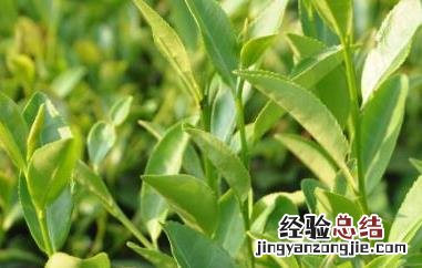 茶叶外用的功效与作用 茶叶的功效与用途