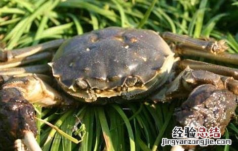 湖泊养殖河蟹如何防止外逃 怎么养殖河里的螃蟹