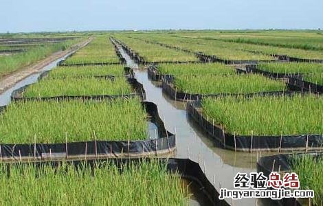 怎样利用稻田高效养殖螃蟹 怎样利用稻田高效养殖螃蟹视频