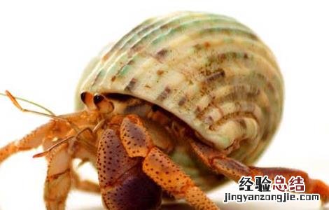 陆地寄居蟹吃什么 寄居蟹吃什么?