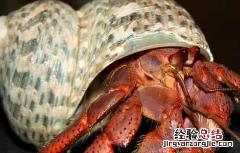 陆地寄居蟹吃什么 寄居蟹吃什么?