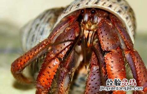 淡水寄居蟹怎么养 寄居蟹怎么养