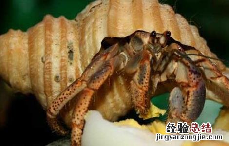 淡水寄居蟹怎么养 寄居蟹怎么养