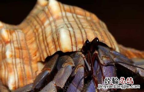 淡水寄居蟹怎么养 寄居蟹怎么养