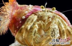 淡水寄居蟹怎么养 寄居蟹怎么养