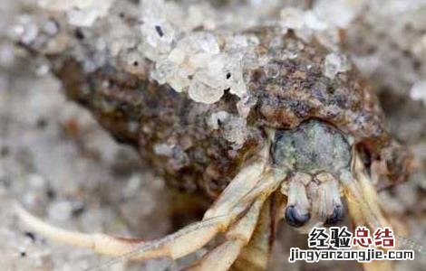 淡水寄居蟹怎么养 寄居蟹怎么养
