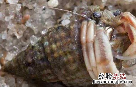 淡水寄居蟹怎么养 寄居蟹怎么养