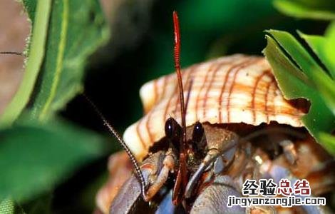 淡水寄居蟹怎么养 寄居蟹怎么养