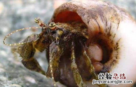 淡水寄居蟹怎么养 寄居蟹怎么养
