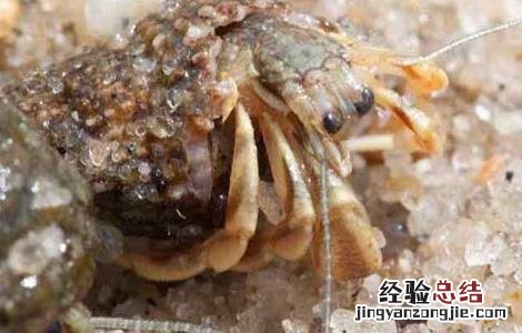 淡水寄居蟹怎么养 寄居蟹怎么养