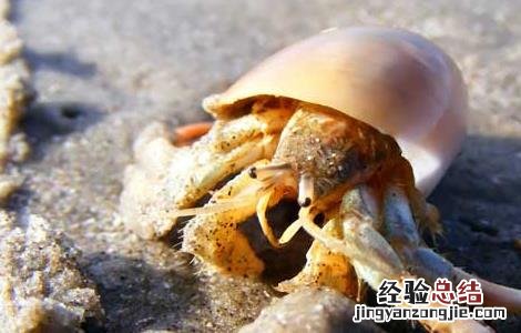 淡水寄居蟹怎么养 寄居蟹怎么养