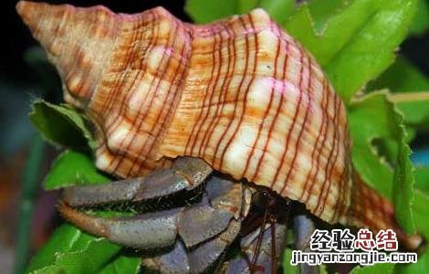 淡水寄居蟹怎么养 寄居蟹怎么养