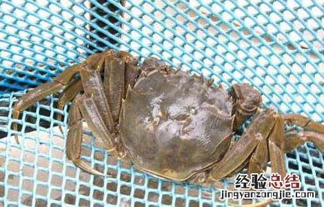 青蟹的生态习性 青蟹的生长环境