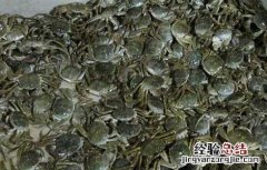 青蟹的生态习性 青蟹的生长环境