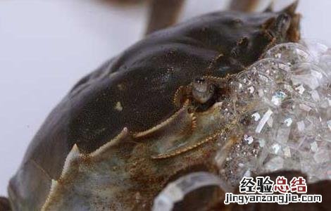 青蟹的生态习性 青蟹的生长环境