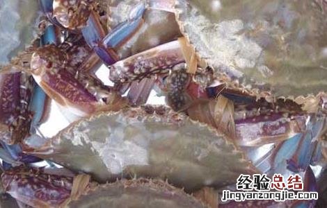 梭子蟹高产养殖技术 梭子蟹高效养殖技术