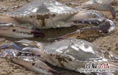 梭子蟹高产养殖技术 梭子蟹高效养殖技术