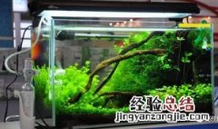 水草缸必须要用水草泥吗 水草缸必须要用水草泥吗