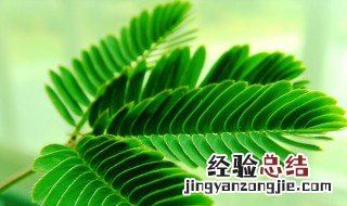 含羞草怎么养 含羞草的作用