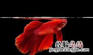 斗鱼怎么养 斗鱼的养殖方法