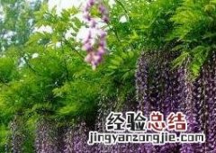 紫藤怎么养殖 紫藤怎么养殖视频