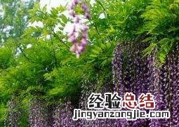 紫藤怎么养殖 紫藤怎么养殖视频