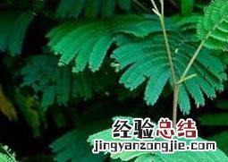 含羞草怎么养 含羞草怎么养?养殖方法和注意事项
