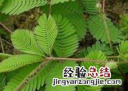 含羞草怎么养 含羞草怎么养?养殖方法和注意事项