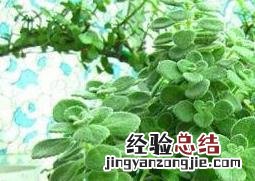 碰碰香怎么养殖会更好 碰碰香怎么养殖