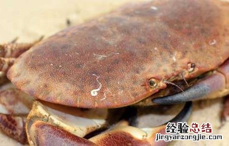 河蟹和青虾混养日常管理技术 河蟹龙虾混养技术