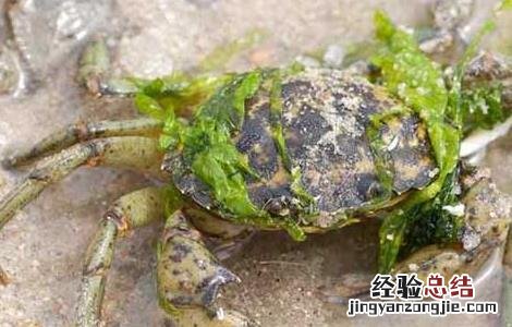 螃蟹的稻田养殖条件 螃蟹的稻田养殖条件和方法