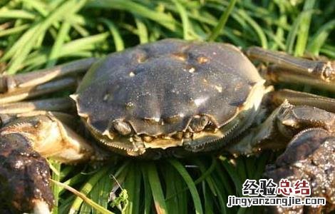 高温季节如何养殖螃蟹 螃蟹冬天怎么养殖