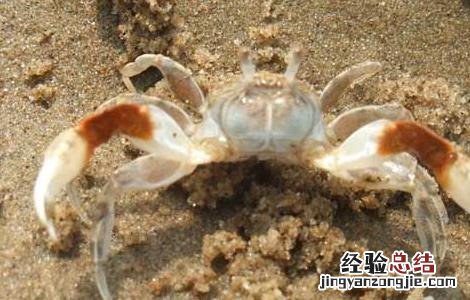 高温季节如何养殖螃蟹 螃蟹冬天怎么养殖
