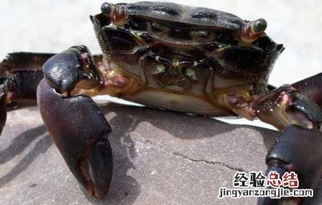 高温季节如何养殖螃蟹 螃蟹冬天怎么养殖