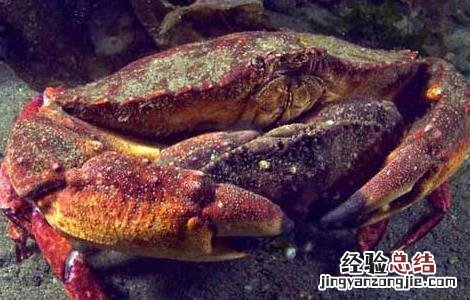 螃蟹用什么养殖 螃蟹常见的养殖方式有哪些