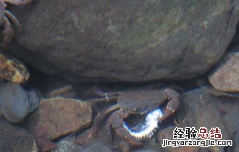 螃蟹用什么养殖 螃蟹常见的养殖方式有哪些