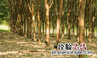 大规模种植橡胶对环境的影响 种植橡胶对环境的影响