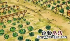 种菜怎么写日记 种菜怎么写日记三年级