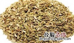 茴香籽的功效与作用 茴香籽有哪些功效与作用