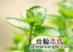 薄荷怎么养 薄荷怎么养 盆栽