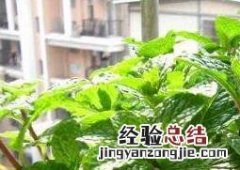薄荷怎么养 薄荷怎么养 盆栽