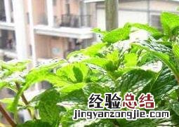 薄荷怎么养 薄荷怎么养 盆栽