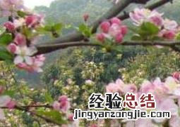 西府海棠如何养殖 西府海棠如何养殖