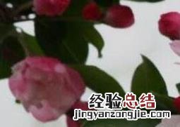 西府海棠如何养殖 西府海棠如何养殖