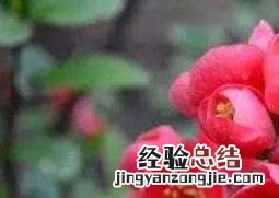 海棠花怎么养殖 海棠花怎么养殖啊