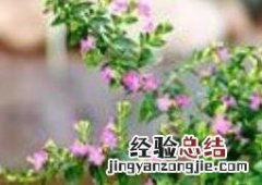 满天星怎么养 满天星怎么养护和注意事项