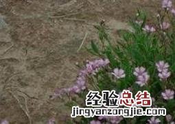 满天星怎么养 满天星怎么养护和注意事项