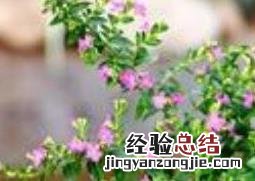满天星怎么养 满天星怎么养护和注意事项