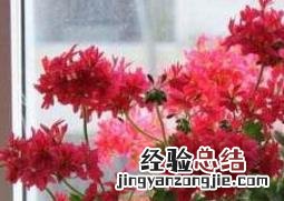 天竺葵怎么能养好 天竺葵怎么能养好看